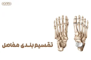 تقسیم‌بندی کارکردی مفاصل