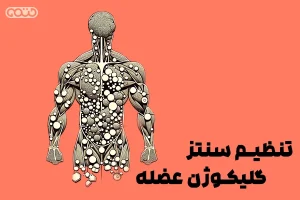 تنظیم سنتز گلیکوژن عضله