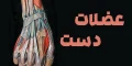 برسی تخصصی عضلات دست