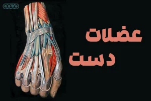 برسی تخصصی عضلات دست