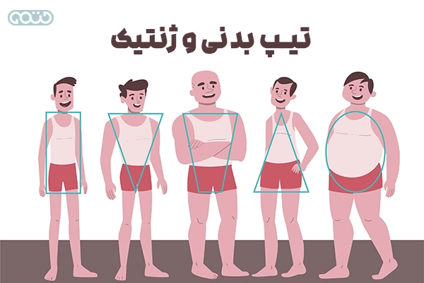 تیپ بدنی و ژنتیک