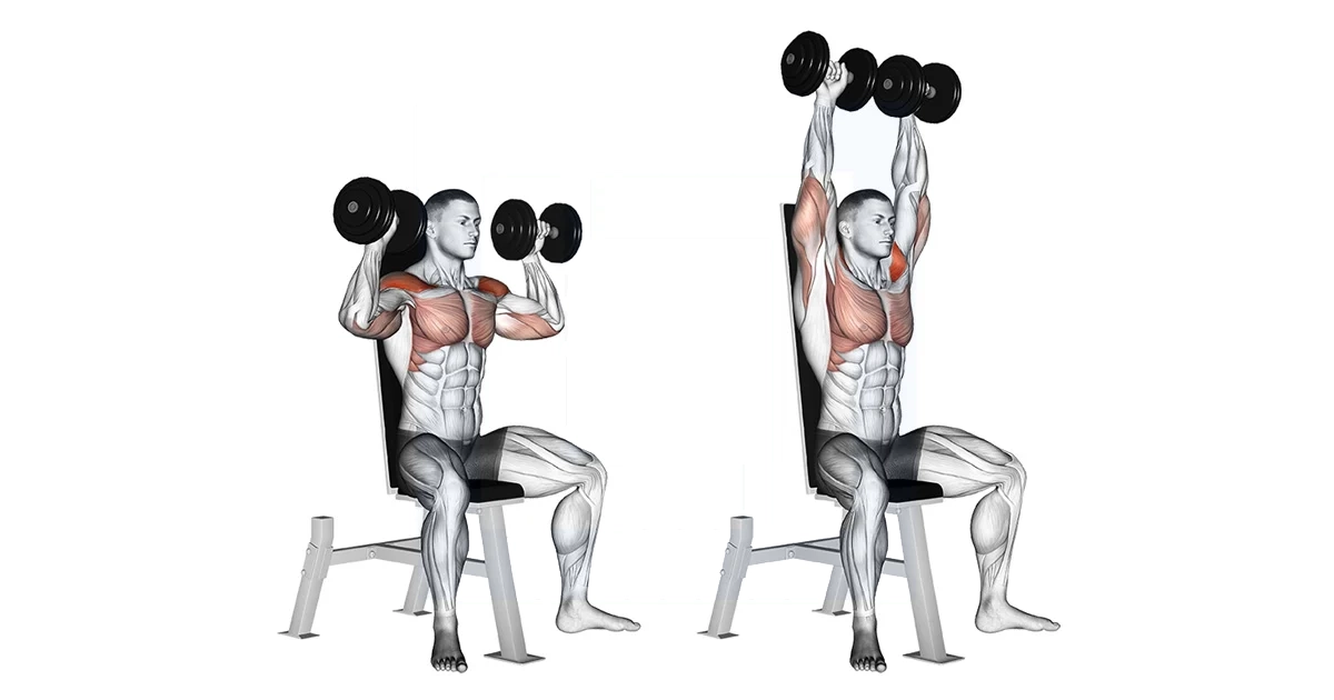 آموزش حرکات سرشانه بدنسازی با تصویر مقالات بدنسازی dumbbell seated shoulder press